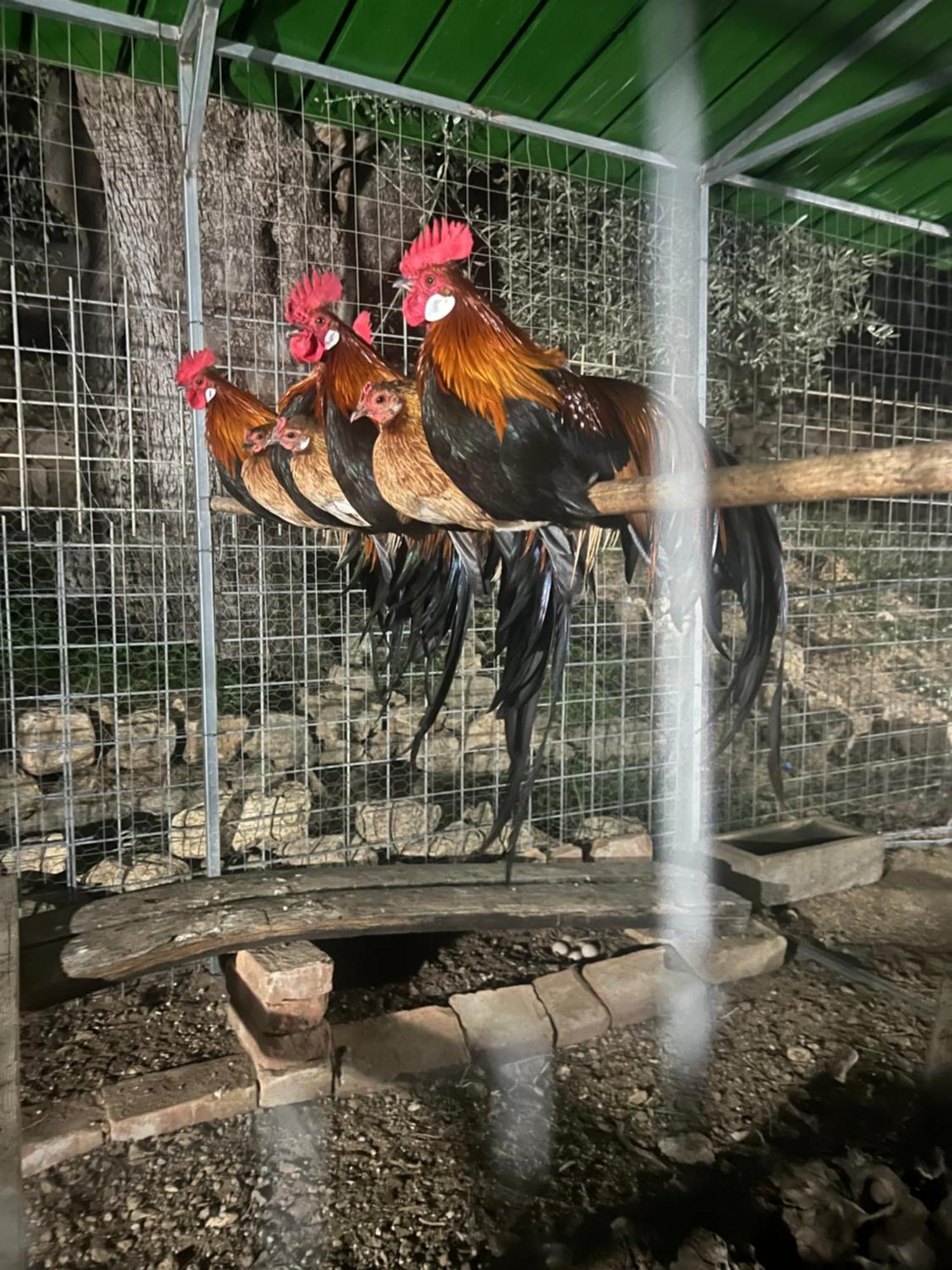 Agriturismo Catena Ciro Kültér fotó